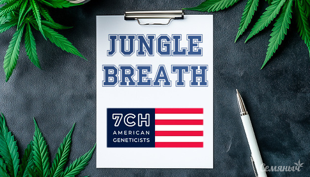 Сорт Jungle Breath от сидбанка 7CH American