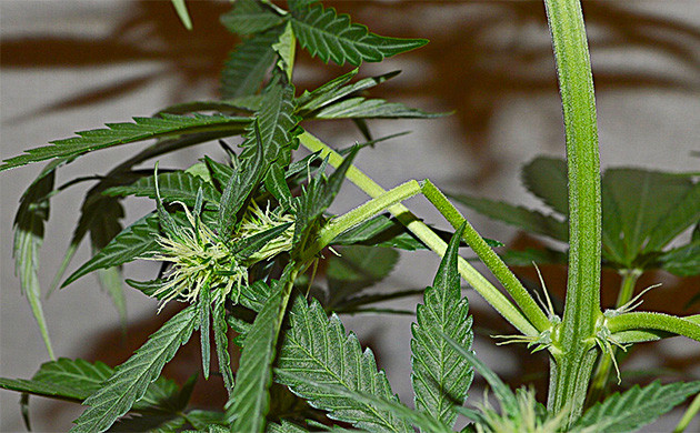 Повреждения конопли при пересадке