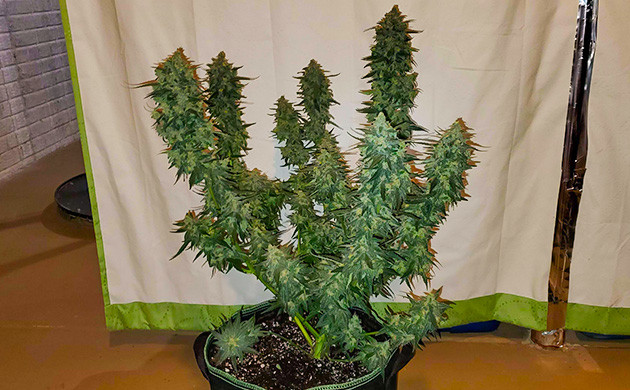 Предхарвест Auto Lemon Kix