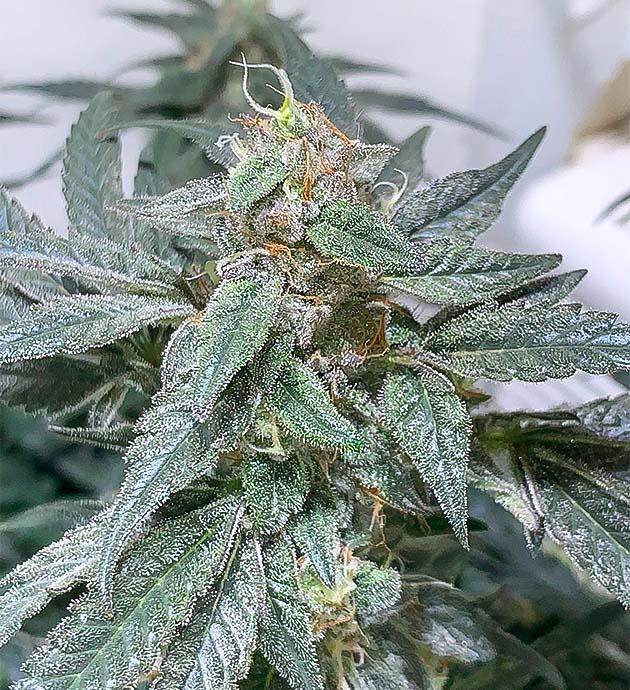 Конопля на 12-й неделе цветения с блестящими трихомами