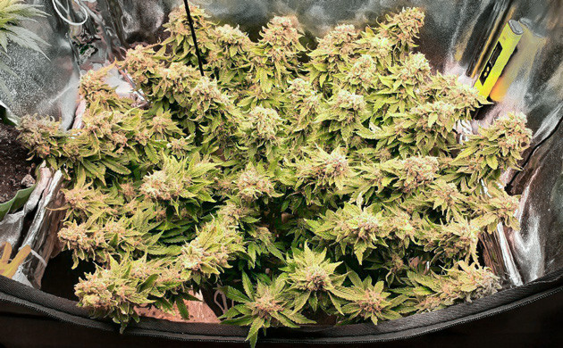 Крупные соцветия Power Plant X fem на 15 неделе роста