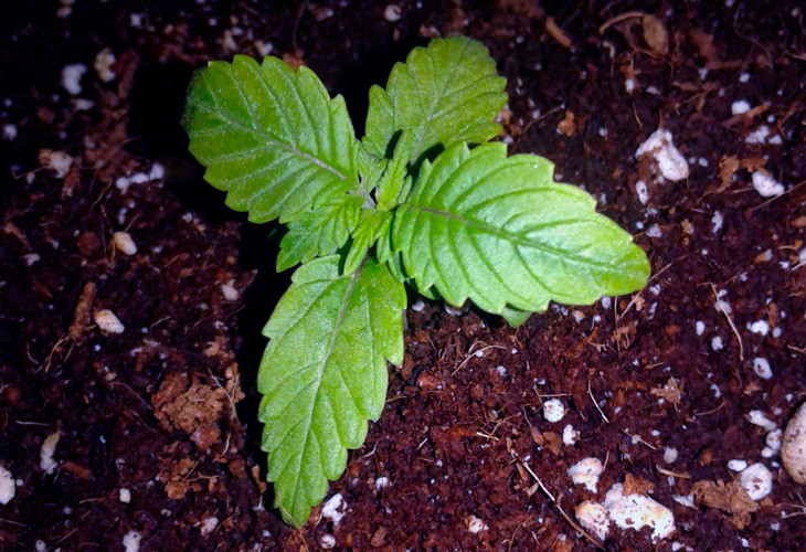 Кустик марихуаны Scout Cookies auto ростом 3 см