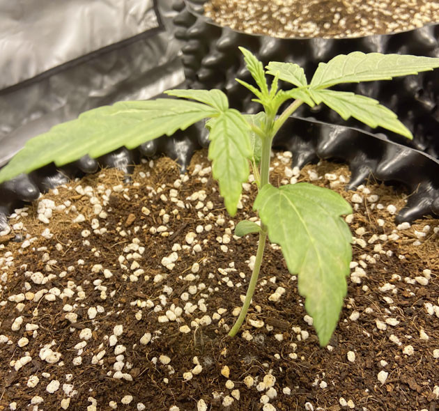 Росток Wedding Cake Auto на 2 неделе