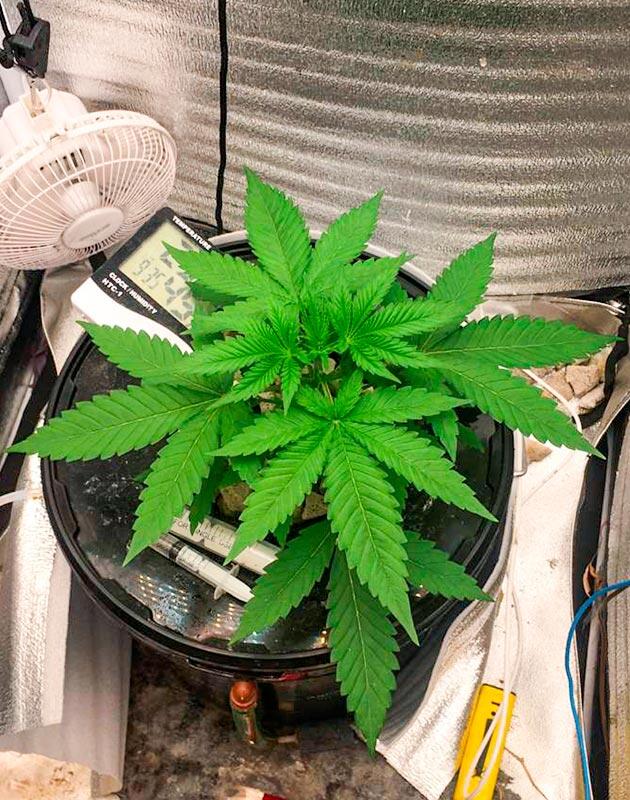 Марихуана ростом 30 см