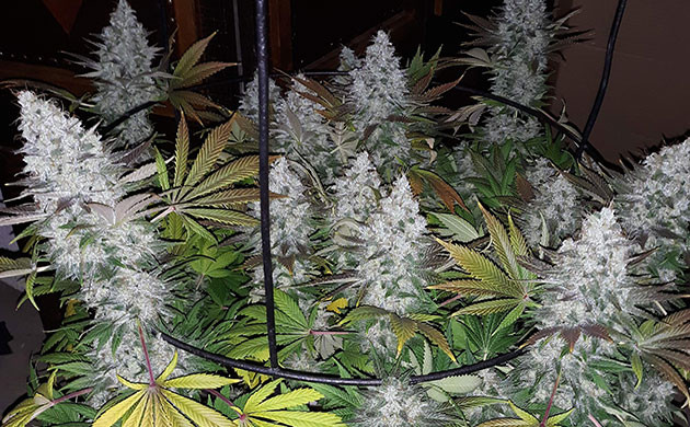 Пожелтевшие листья конопли