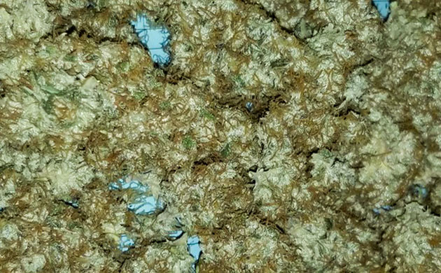 Сухой урожай конопли Сухие шишки сорта Original Auto Chemdawg