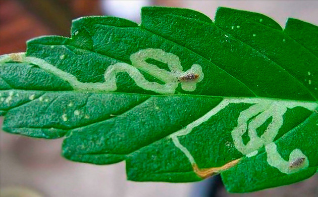 Пораженные личинками листья Личинки внутри листа