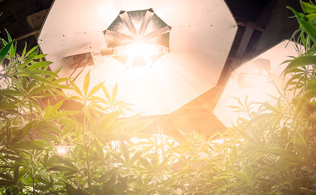 Освещение конопли в гроубоксе