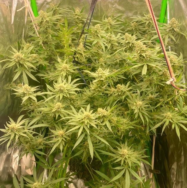 Куст Fullgas на 11 неделе выращивания