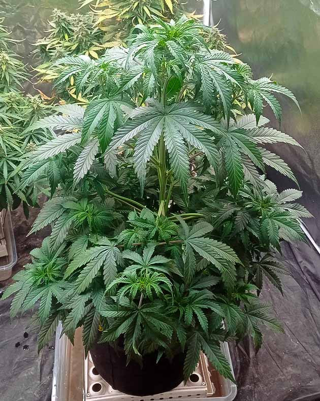 Подготовка куста White Widow Auto к цветению Тренировка растения White Widow Auto