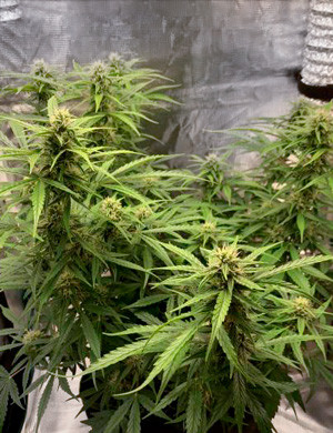 Куст на седьмой неделе выращивания