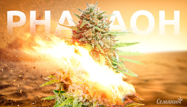 Семена конопли Pharaoh от Семяныча