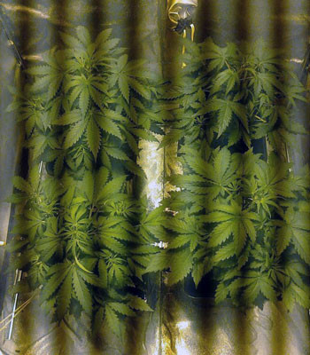 Black Jack Auto перед цветением Black Jack Auto на 27 день выращивания