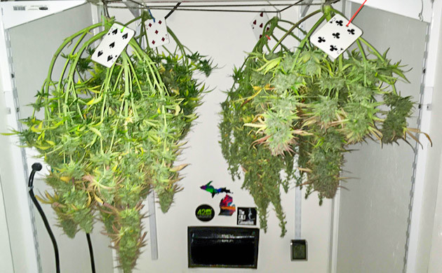 Вертикальная сушка в кустов в гроубоксе