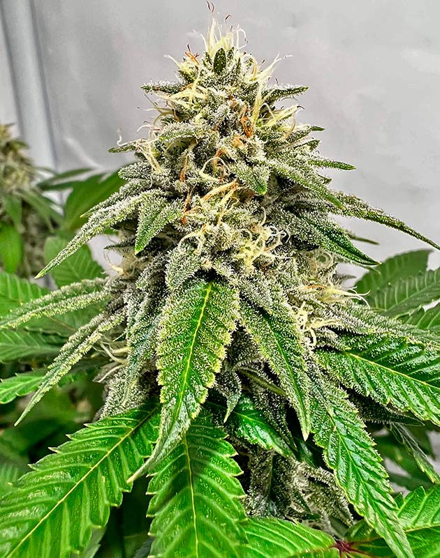 Слой сахарных трихом на соцветиях Куст Marshmallow OG на 16-17 неделе выращивания