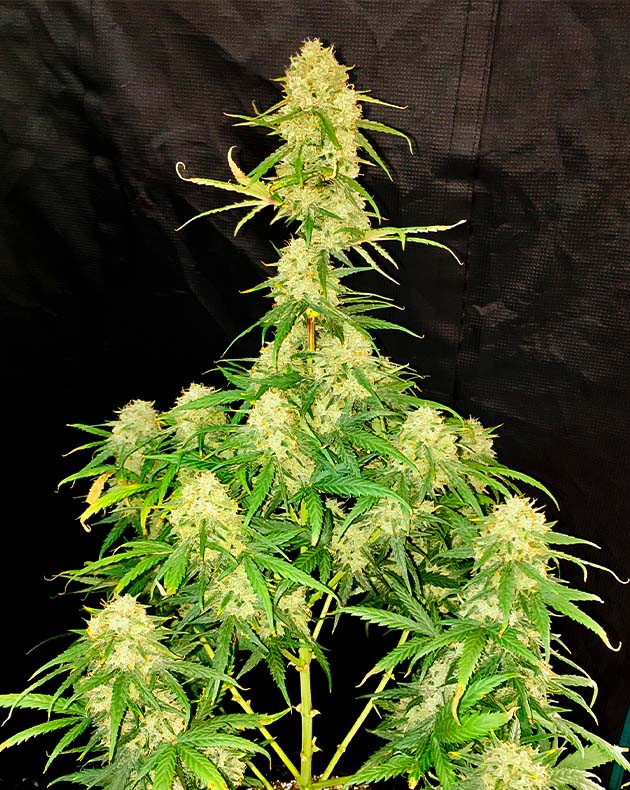 Созревший куст конопли Smoothie Auto