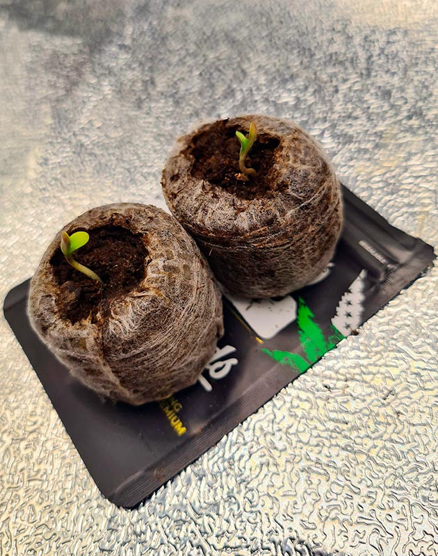 Высадка семян Cherry Cola Auto