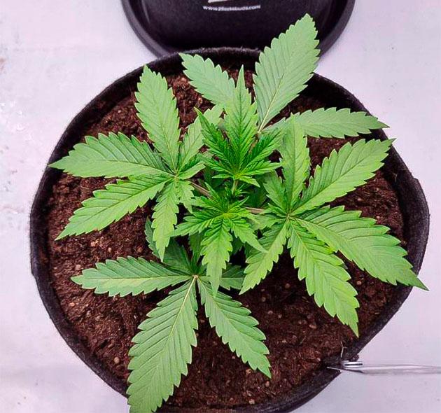 Рост конопли Растишка Guava Auto от FastBuds на 2 неделе