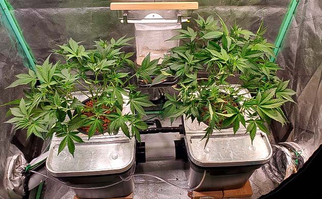 Вегетация конопли