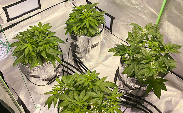 Кусты на стадии вегетации