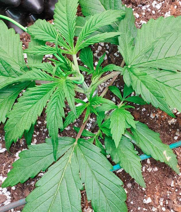 Растишка Hellfire OG Auto на стадии вегетации