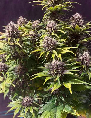 Куст с фиолетовыми соцветиями