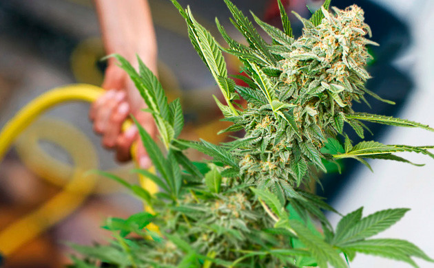 Метод ледяного душа: увеличение количества трихом в каннабисе