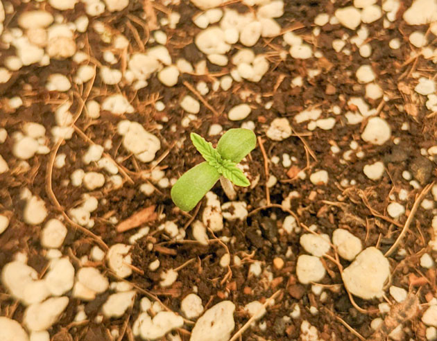 Проращивание семян Bruce Banner Auto