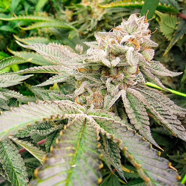 Куст DDoS #33 на цветении Цветение куста DDoS #33