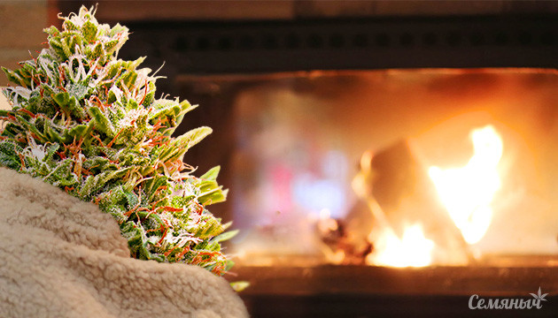 Конопля у костра