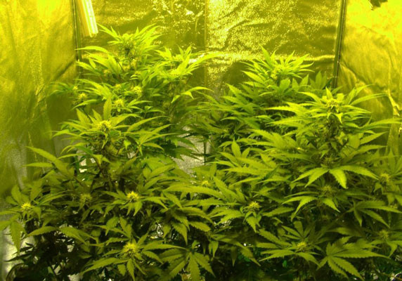 Сбор урожая Black Jack Auto перед харвестом