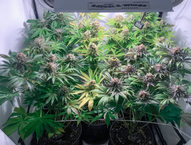 Кусты Mimosa Shot на 12 неделе выращивания