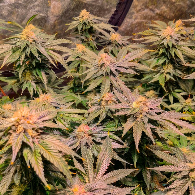 Green Crack 2.0: приближение к харвесту