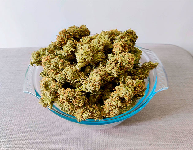 Харвест сорта Gelato Auto