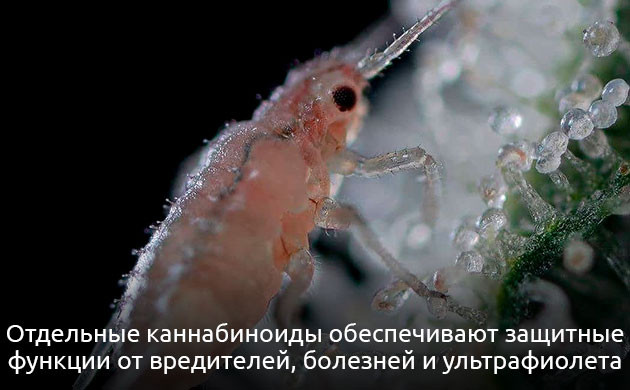 Каннабиноиды: защитная роль растений и взаимодействие с эндоканнабиноидной системой человека Функции каннабиноидов у растений и человека