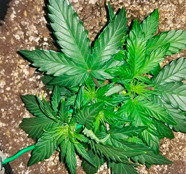 Quarter Pounder Auto ростом 13 см