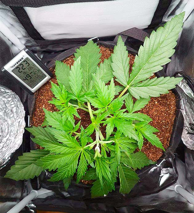 Тренировка растения Auto Cinderella Jack