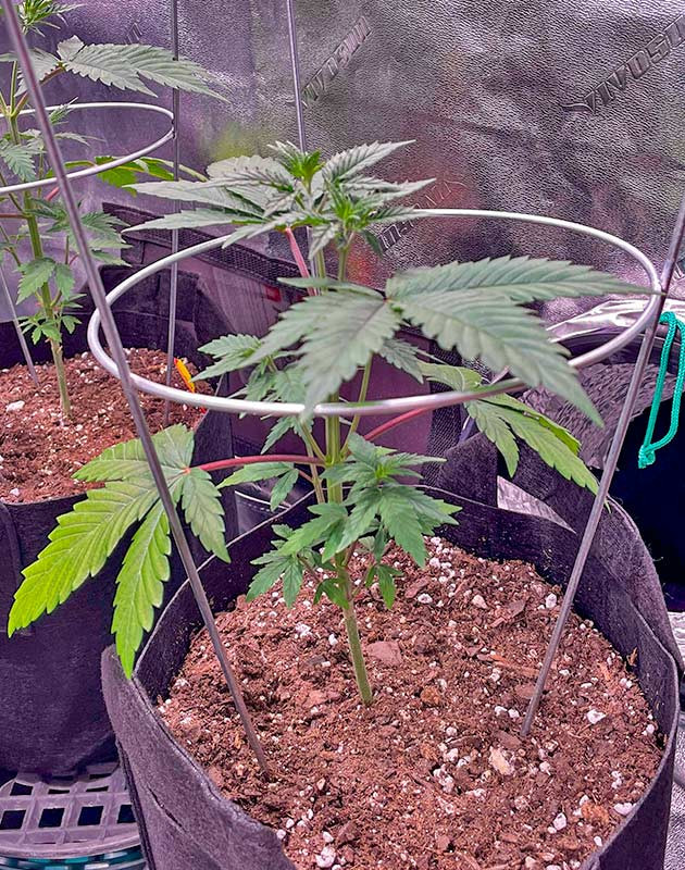 Растишка White Wedding RBX от Ethos Genetics ростом 27 см