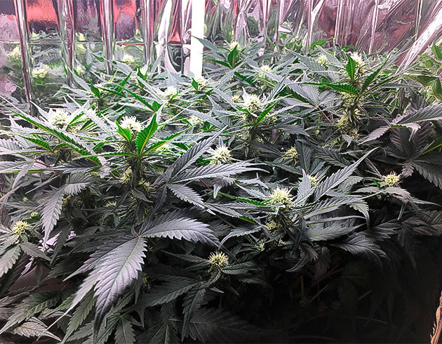 Gelato Auto ростом 45 см