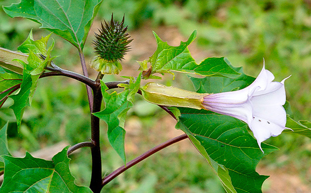 Обладает мощным галлюциногенным действием и ядовитыми цветами Дурман