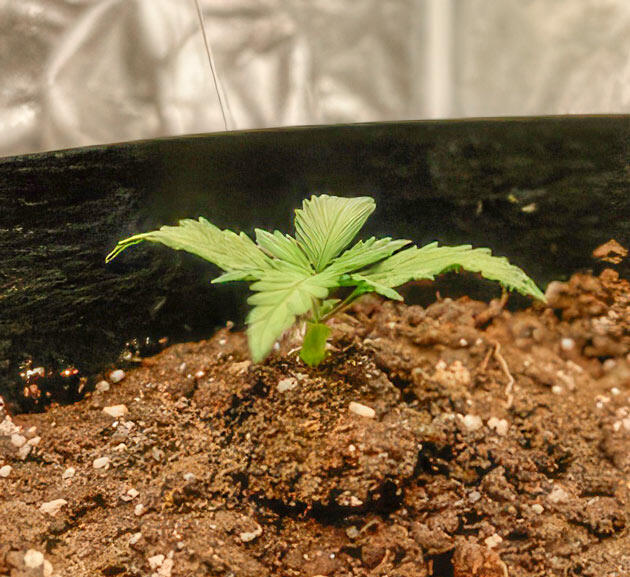 Росток Dark Phoenix от Green House Seeds на 1 неделе