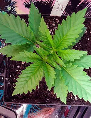 Развивающаяся растишка на второй неделе вегетации