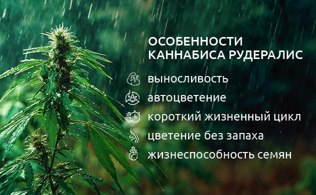 Характерные ботанические признаки рудералиса Листья и структура куста Cannabis ruderalis