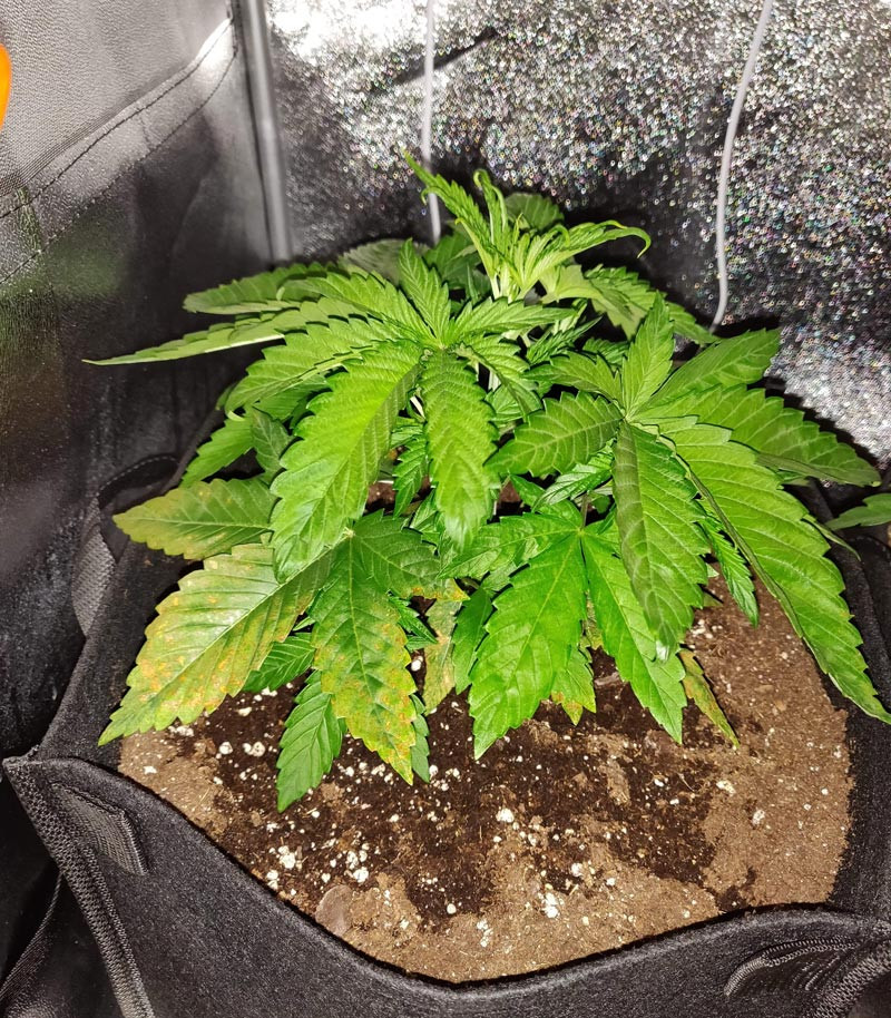 Куст LSD на третьей неделе выращивания