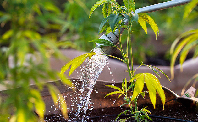 Проблема с листьями плохого полива