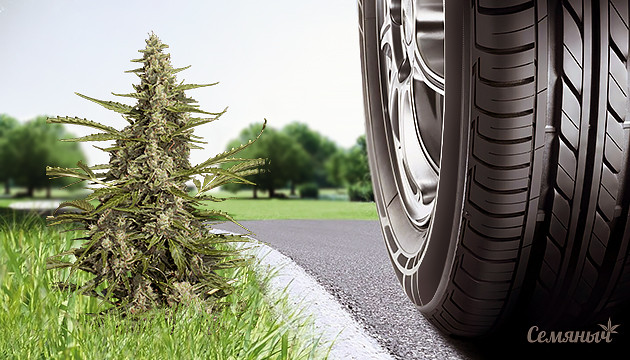 Самые низкие автоцветущие сорта