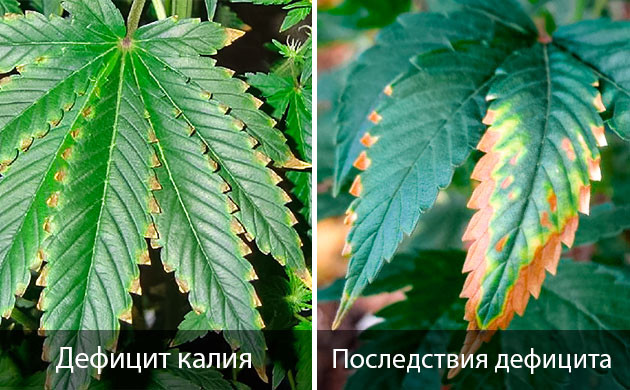 Симптомы дефицита калия у марихуаны Симптомы нехватки калия у каннабиса