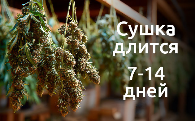 Сколько времени нужно, чтобы правильно высушить каннабис?