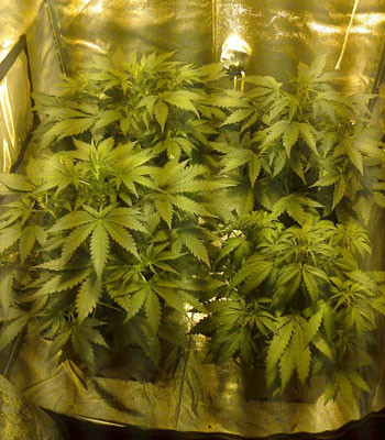 Период цветения Начало стадии цветения Black Jack Auto