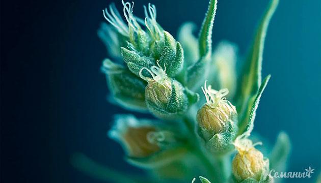 Подвиды каннабиса и их особенности Различия между сативой, индика и рудералисом